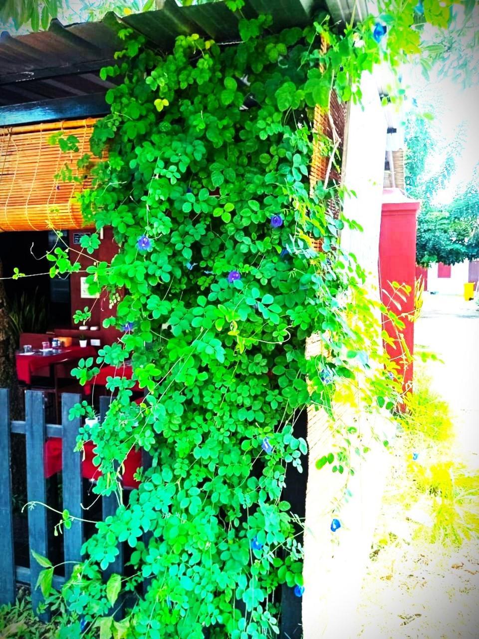 Dd Guest House Paksze Kültér fotó